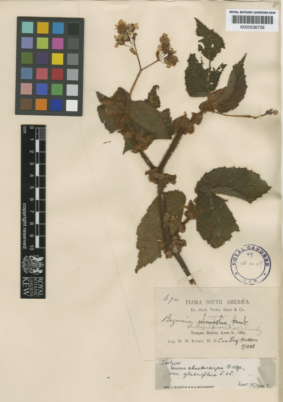 B. chaetocarpa var. chaetocarpa